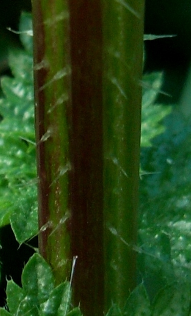 Urtica membranacea